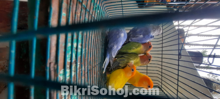 Love birt for sell